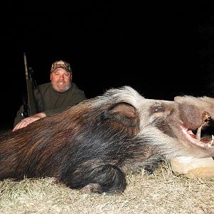 Bushpig Hunt South Africa