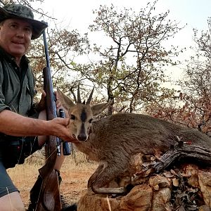 Common Duiker