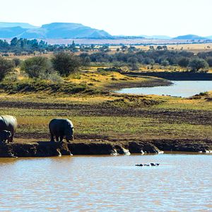 Hippos South Africa