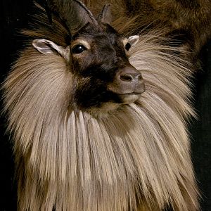 Tahr & Chamois Pedestal Mount Taxidermy