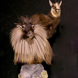 Tahr & Chamois Pedestal Mount Taxidermy