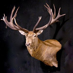 Red Stag Wall Pedestal Mount Taxidermy