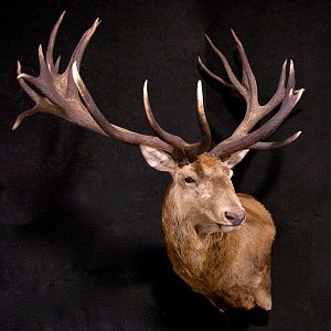 Red Stag Wall Pedestal Mount Taxidermy