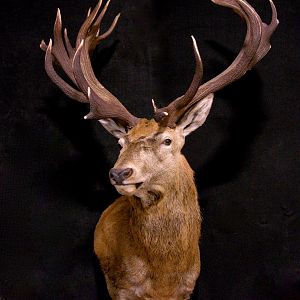 Red Stag Wall Pedestal Mount Taxidermy