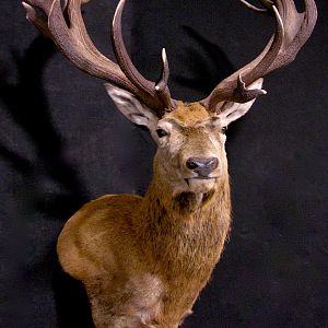 Red Stag Wall Pedestal Mount Taxidermy