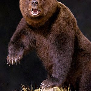 Brown Bear Full Mount Taxidermy