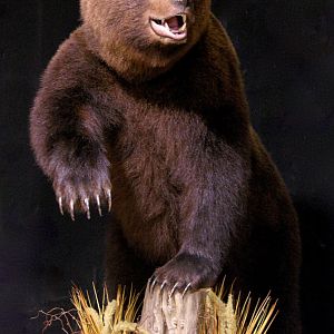 Brown Bear Full Mount Taxidermy