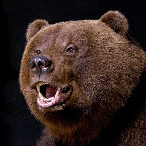 Brown Bear Full Mount Taxidermy