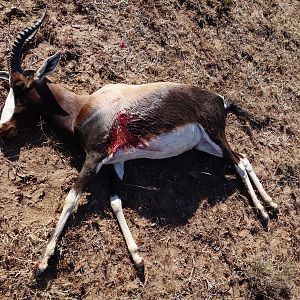 South Africa Hunting Bontebok