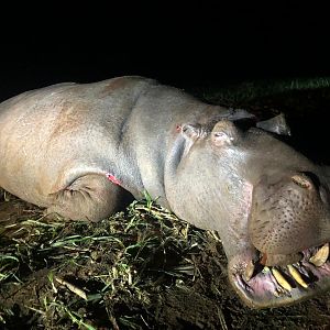 Hunting Hippo in South Africa