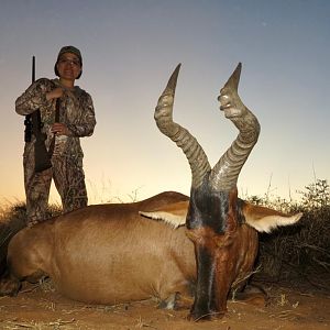 Red Hartebeest Hunting Namibia