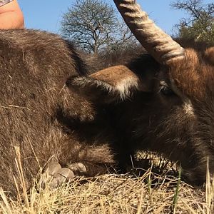 Hunting Waterbuck