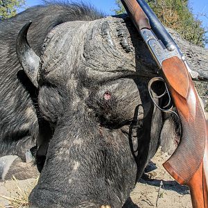 Hunt Cape Buffalo in Namibia