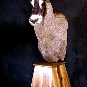 Roan Pedestal Mount Taxidermy