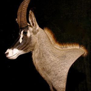 Roan Pedestal Mount Taxidermy