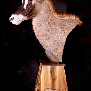 Roan Pedestal Mount Taxidermy