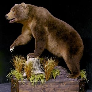 10' Brown Bear Full Mount Taxidermy