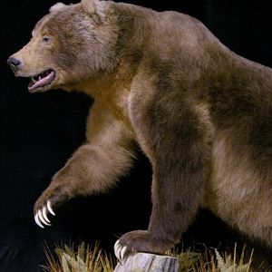 10' Brown Bear Full Mount Taxidermy