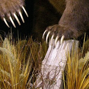 10' Brown Bear Full Mount Taxidermy