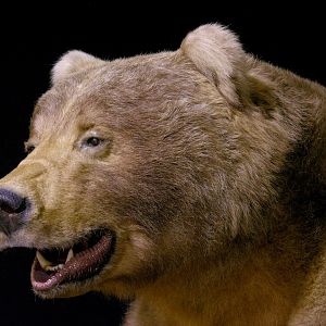 10' Brown Bear Full Mount Taxidermy