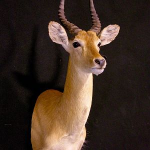 Puku Shoulder Mount Taxidermy