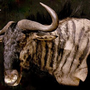 Blue Wildebeest Wall Pedestal Taxidermy