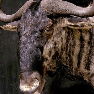 Blue Wildebeest Wall Pedestal Taxidermy