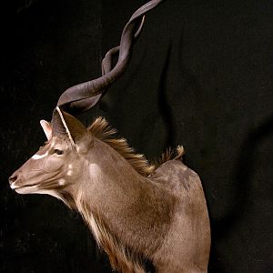 Kudu Shoulder Mount Taxidermy