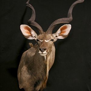 Kudu Shoulder Mount Taxidermy