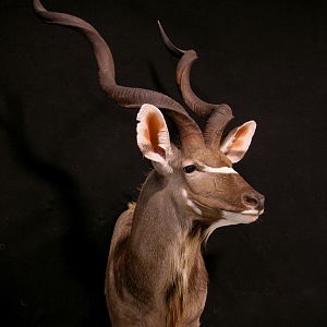 Kudu Shoulder Mount Taxidermy