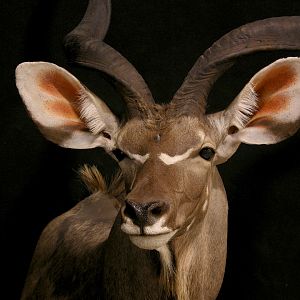 Kudu Shoulder Mount Taxidermy