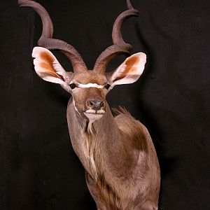 Kudu Shoulder Mount Taxidermy