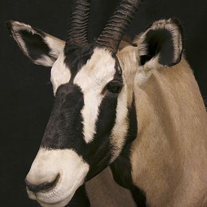 Gemsbok Shoulder Mount Taxidermy