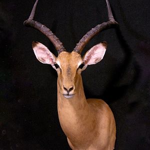 Impala Shoulder Mount Taxidermy