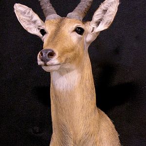 Reedbuck Shoulder Mount Taxidermy