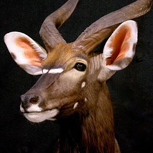 Nyala Shoulder Mount Taxidermy