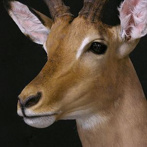 Impala Shoulder Mount Taxidermy