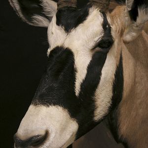 Gemsbok Shoulder Mount Taxidermy