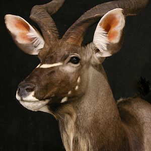 Kudu Pedestal Mount Taxidermy