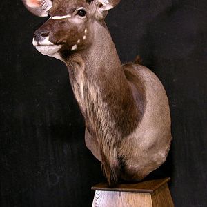 Kudu Pedestal Mount Taxidermy