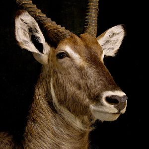 Waterbuck Pedestal Mount Taxidermy