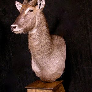 Waterbuck Pedestal Mount Taxidermy