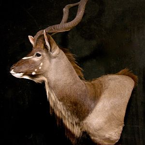 Kudu Pedestal Mount Taxidermy