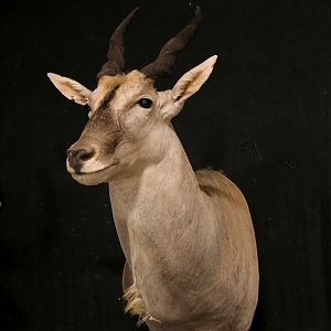 Eland Pedestal Mount Taxidermy