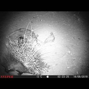 South Africa Trail Cam Pictures African Porcupine