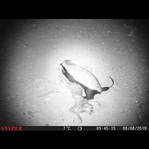 Trail Cam Pictures of African Honey Badger in South Africa