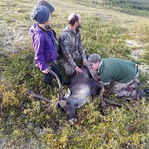 Caribou Hunt Alaska USA