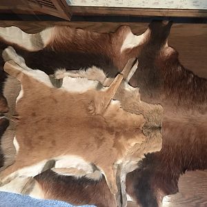 Steenbok, Duiker & Blesbok Skins