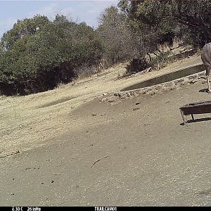 Kudu Trail Cam Pictures South Africa