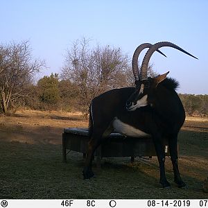 Sable Antelope Trail Cam Pictures South Africa